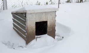 dog houses