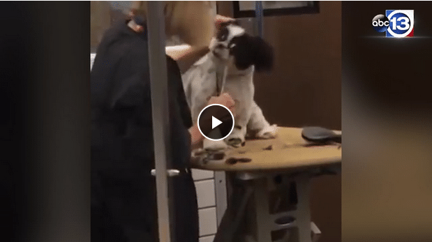 Petsmart Groomer Fired After Being Videotaped Mishandling Dog - The Dogington Post