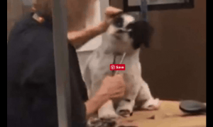 petsmart groomer
