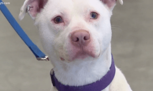 unadoptable