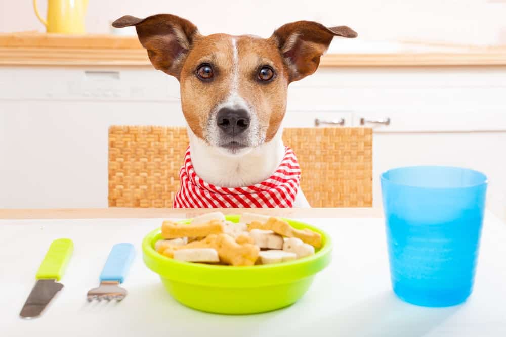 The 10 Commandments of Feeding Your Dog - The Dogington ...