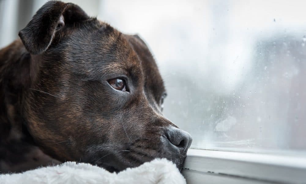 Bored With the Same Old Daily Routine? Your Dog May Be, Too! - The  Dogington Post