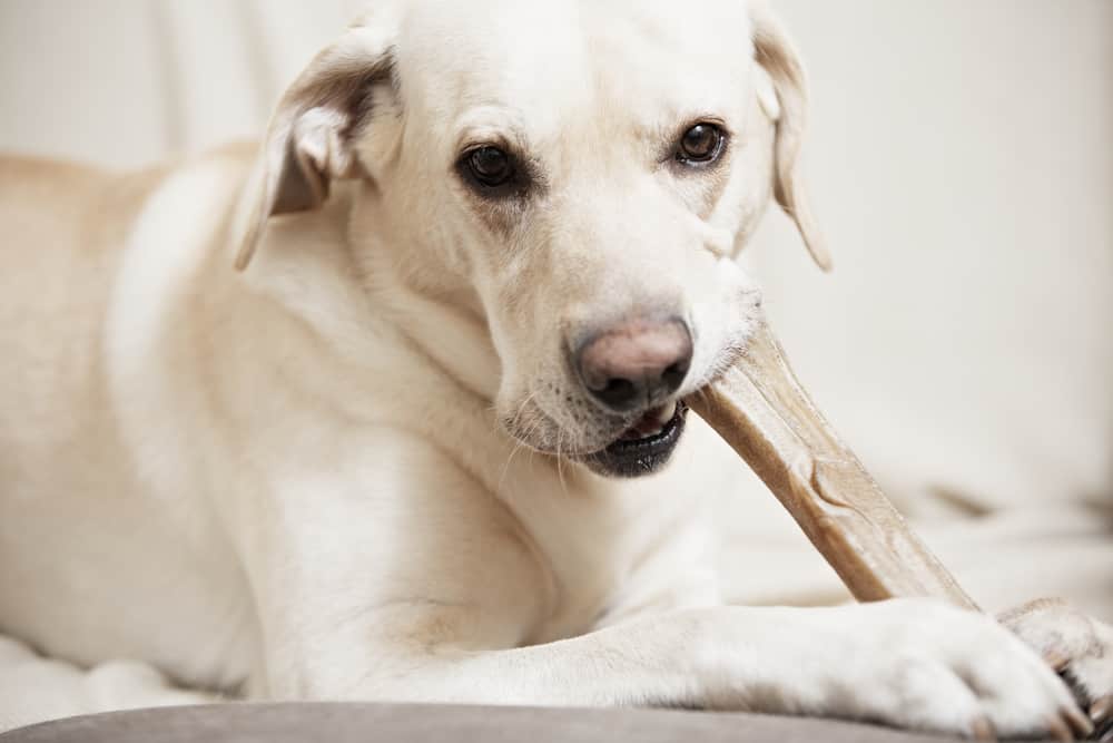 Pawant All Natural Rawhide Sticks Healthy Dog Chews Highly Digestible Promotes Dental Health 