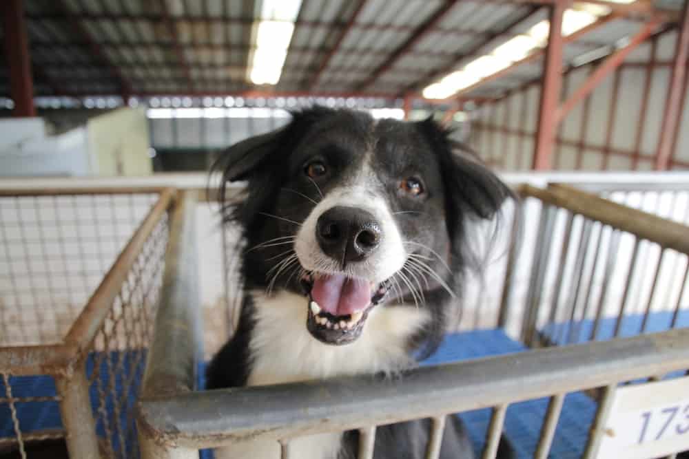 6 Easy Ways to Help Your Local Animal Shelter The