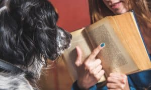 dog training myths