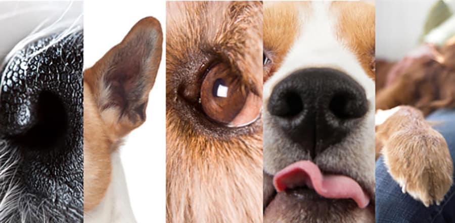 Understanding Your Dog's (Amazing!) Five Senses - The Dogington Post