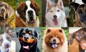 dog breeds