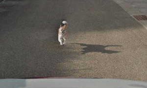 google street view