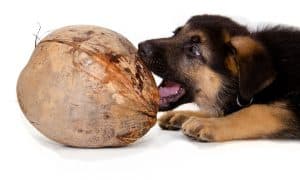 coconut oil