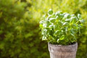 Basil Plant That Repels Mosquitoes
