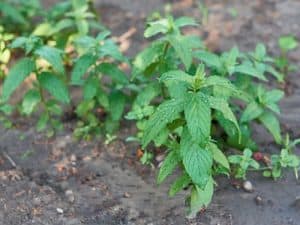 Peppermint Plant That Repels Mosquitoes