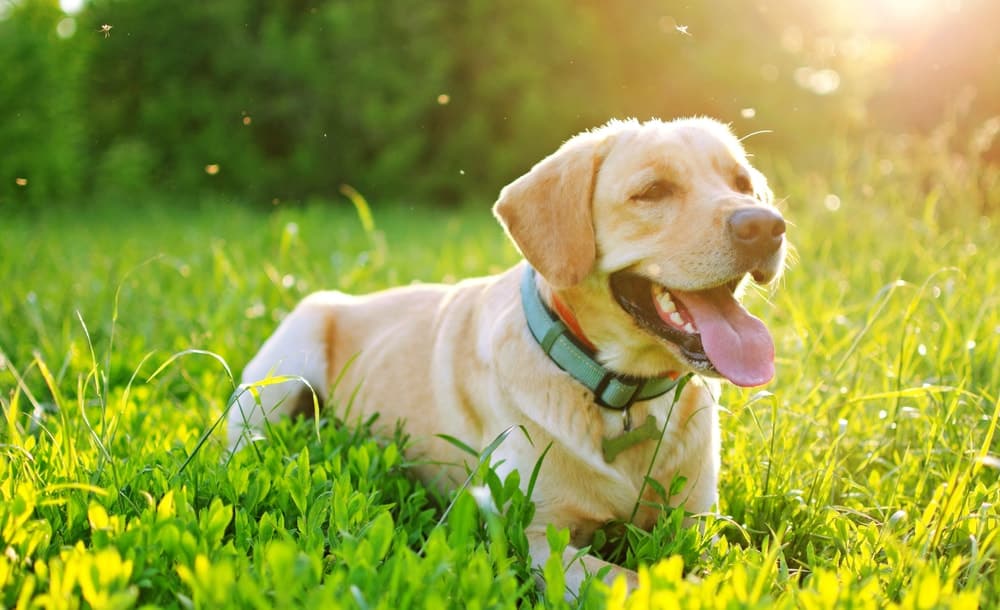 6 Dog Safe Plants That Naturally Repel Mosquitoes Other Pests The Dogington Post,Christina Anstead Tarek El Moussa Freundin