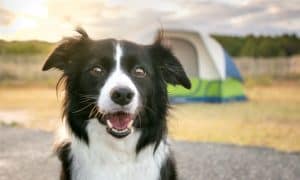 camping