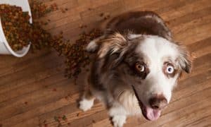 dog food