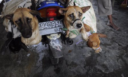 Dog Meat Trade