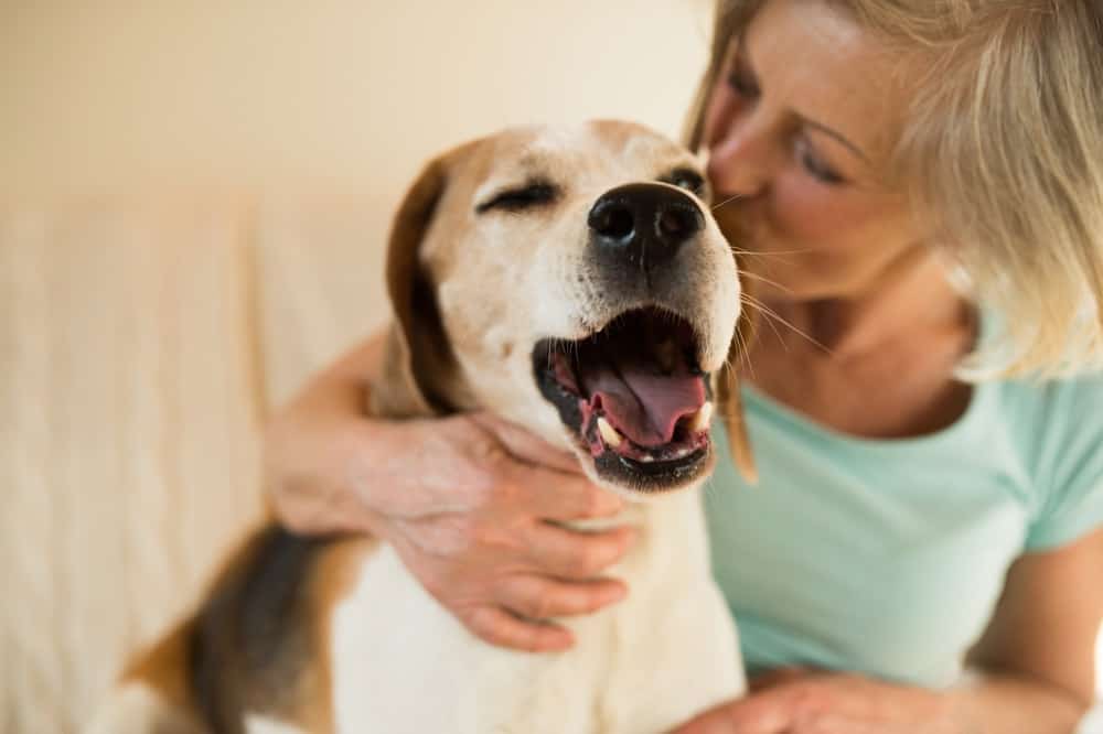 Celebrate &amp;#39;Dog Mom&amp;#39;s Day&amp;#39; on Saturday, May 8th! - The Dogington Post