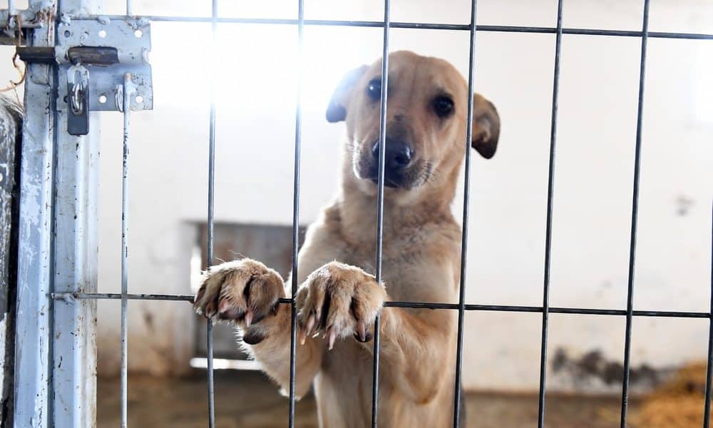 5 Ways to Help Rescue Dogs When You Can’t Adopt The Dogington Post