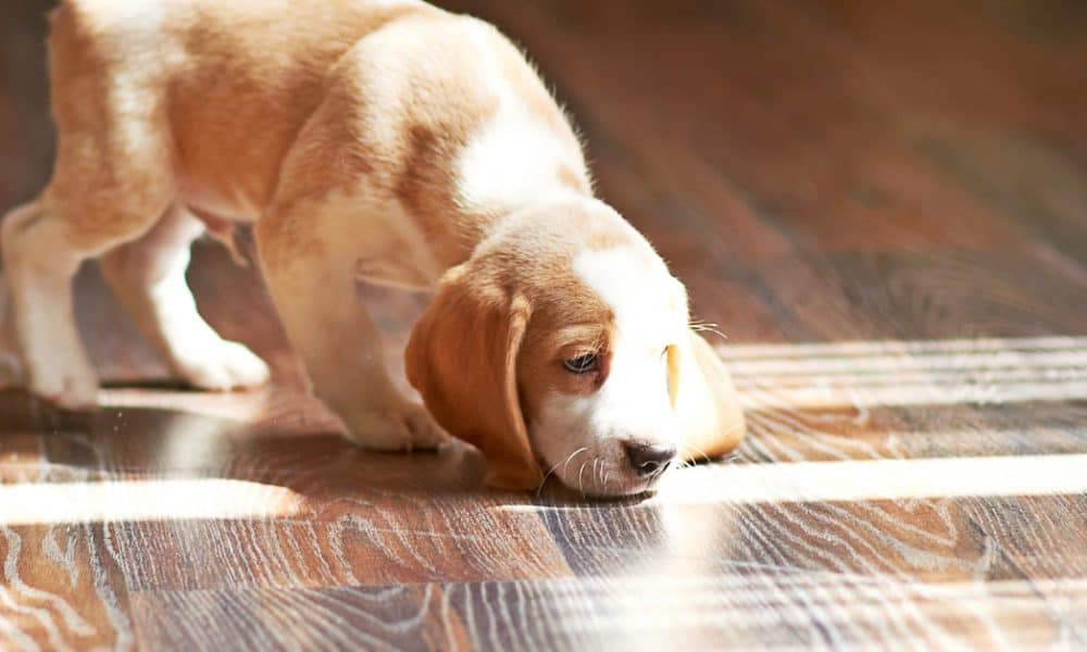Urine Trouble Cleaning Pet Stains From, Does Dog Urine Ruin Tile Floors