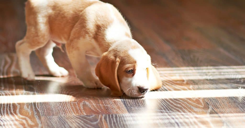 Urine Trouble Cleaning Pet Stains From, Best Way To Clean Tile Floors With Pets