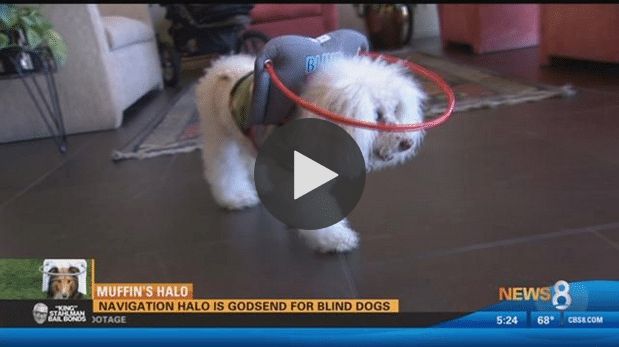 Innovative Device Protects Blind Dogs From Bumping Into Walls And Hard Surfaces - The Dogington Post