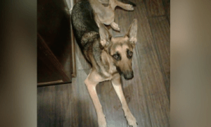 service dog