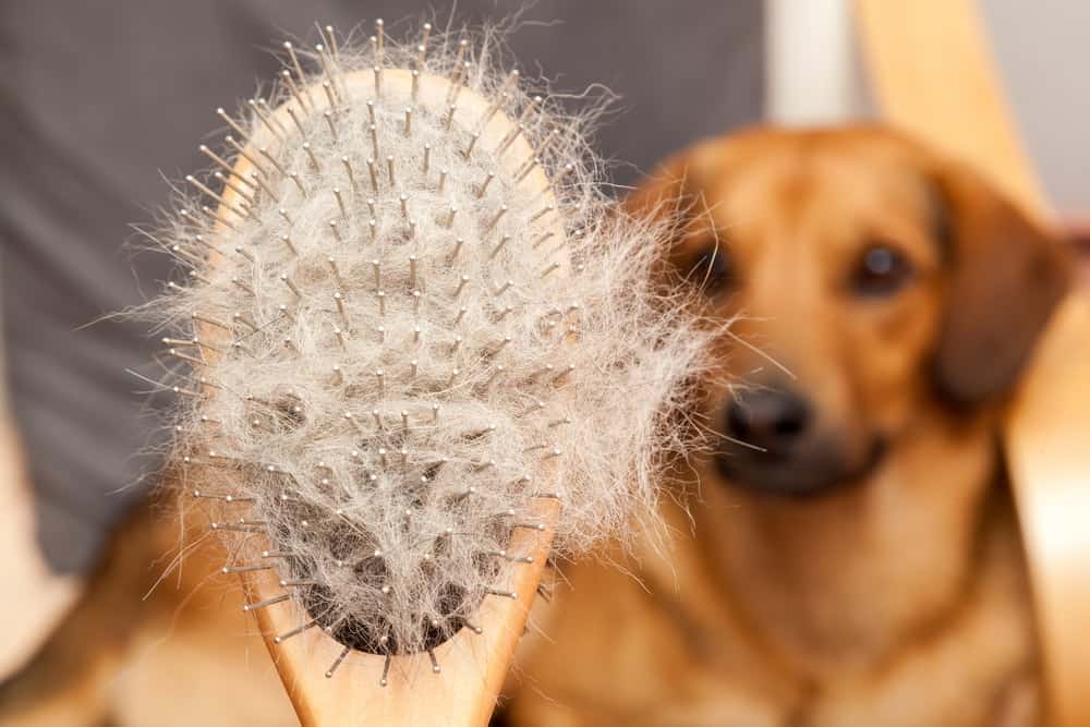 How to Remove Dog Hair From Just About Anywhere! - The Dogington Post
