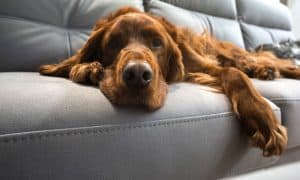 dog hair