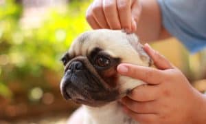 ear cleaning