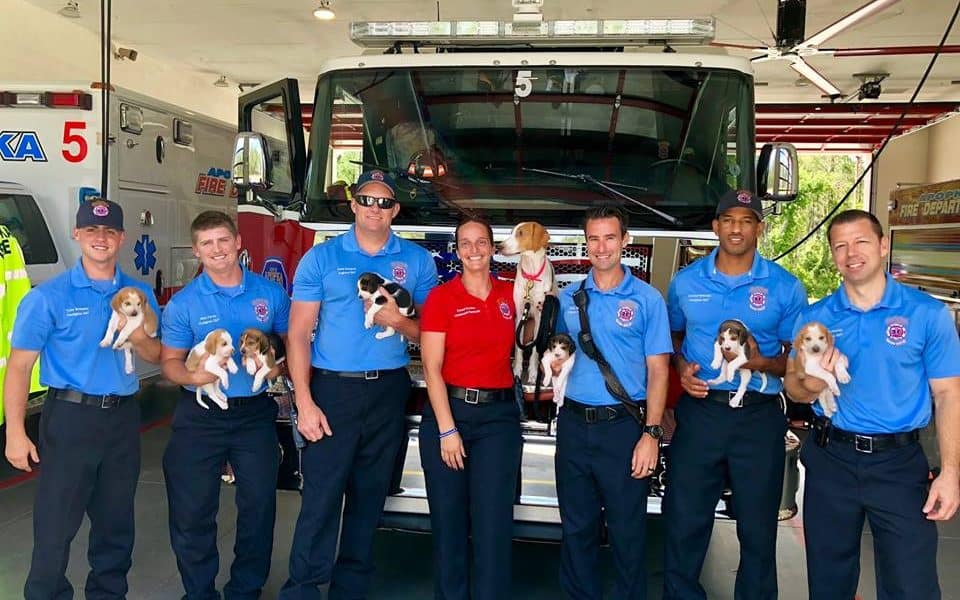 Pregnant Dog Walks Into Fire Station to Deliver 8 Puppies – The ...