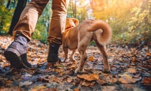 hiking with dogs
