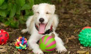 dog toys
