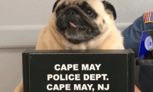 pug
