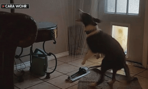 sprinkler