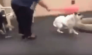 training beating dog