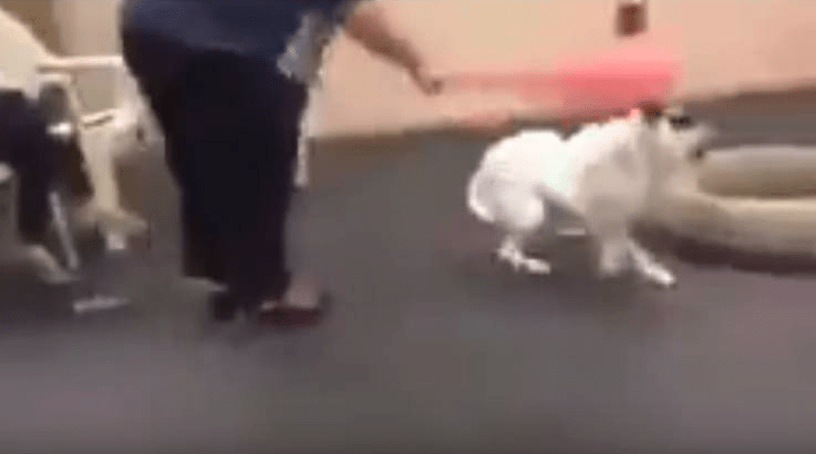 Training Beating Dog