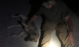 paws of war