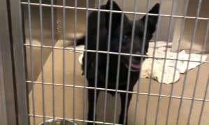 denver animal shelter