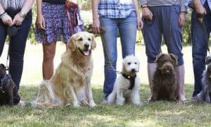 dog training