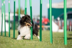 How to Build Your Own Backyard Agility Course - The Dogington Post