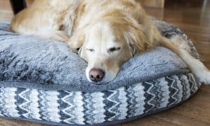 best dog bed