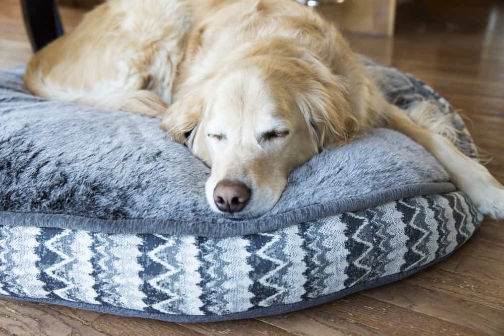 The Best Dog Bed for Big Dogs - The Dogington Post