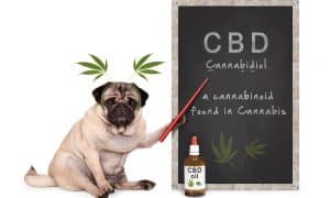 cbd