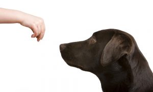 dog bites