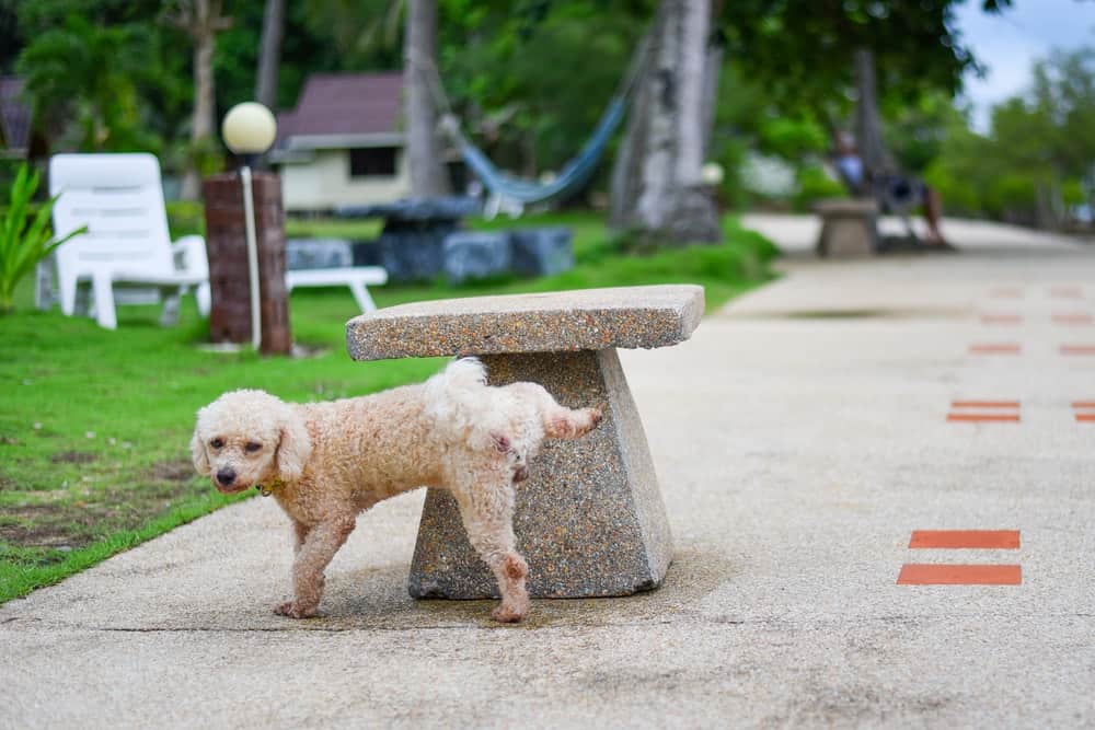 Why Small Dogs Take Drastic Measures to Mark Their Territory - The  Dogington Post