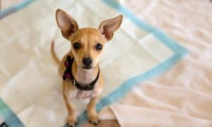 small dogs