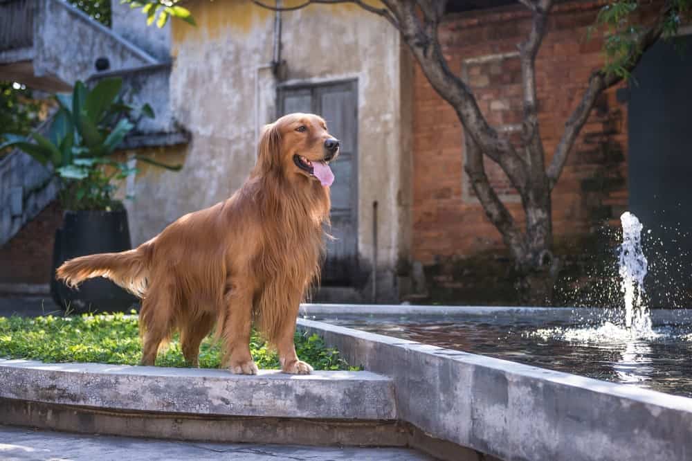 10 Amazing Backyard Design Ideas For Dogs - The Dogington Post