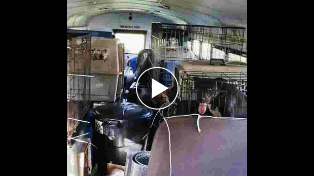 Trucker Drives School Bus Into Floods To Rescue Dogs &Amp; Cats Left Behind - The Dogington Post