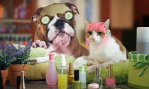 tested on animals