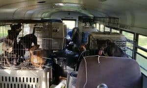 school bus