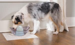 best water fountains